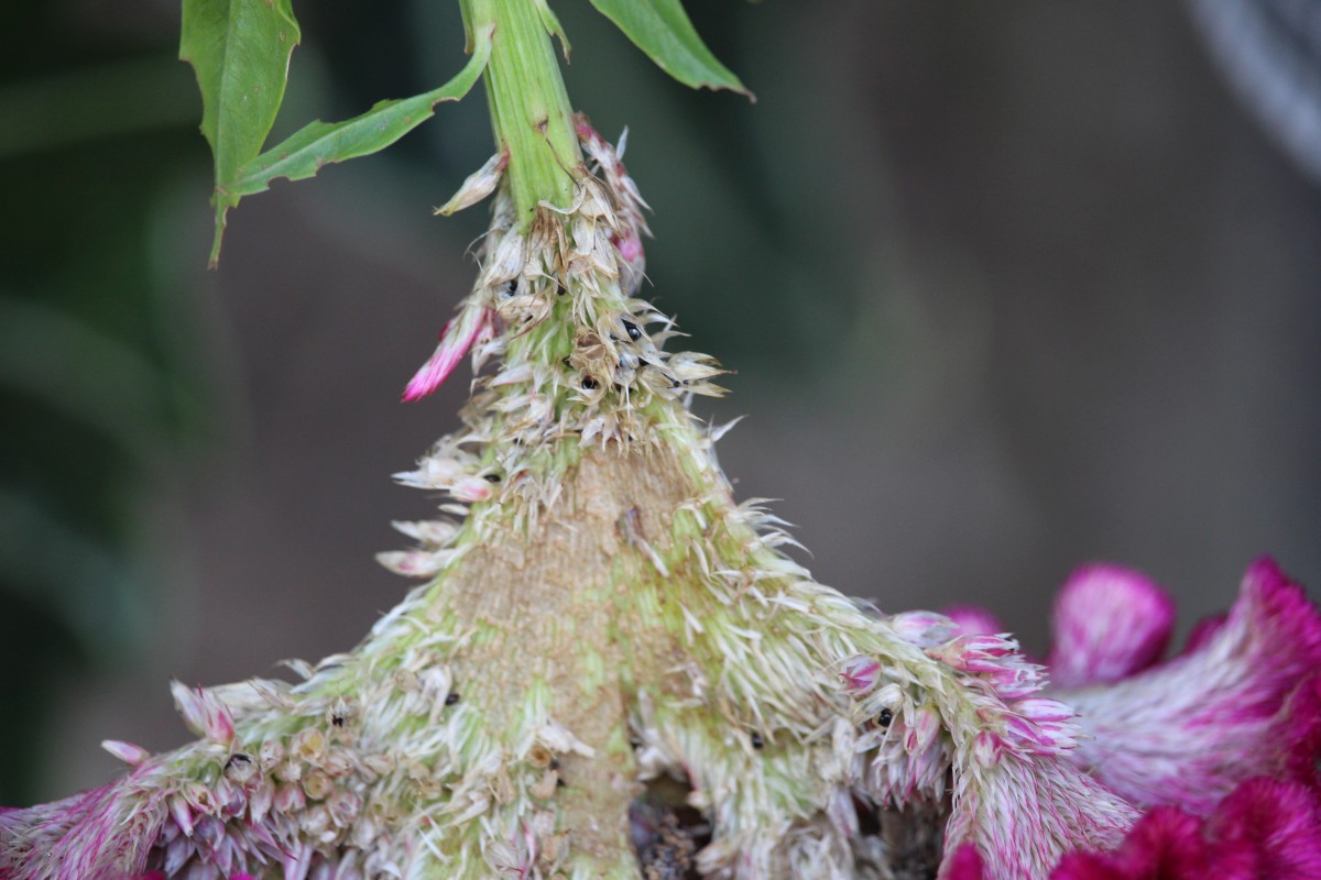 Celosia argentea L.